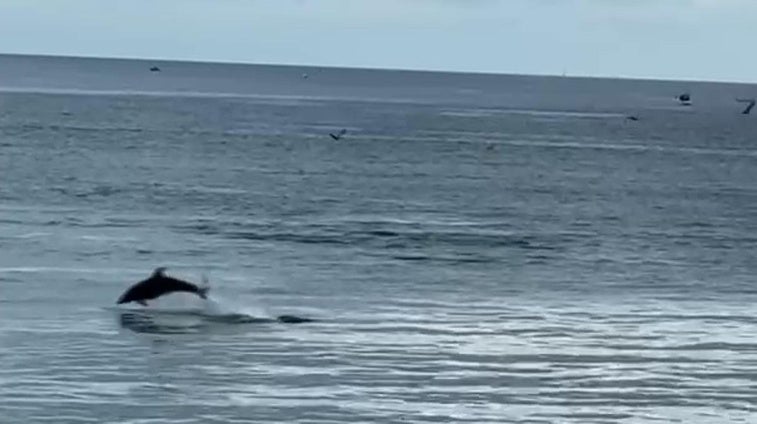 Un grupo de delfines se divierte en la playa de San Lorenzo